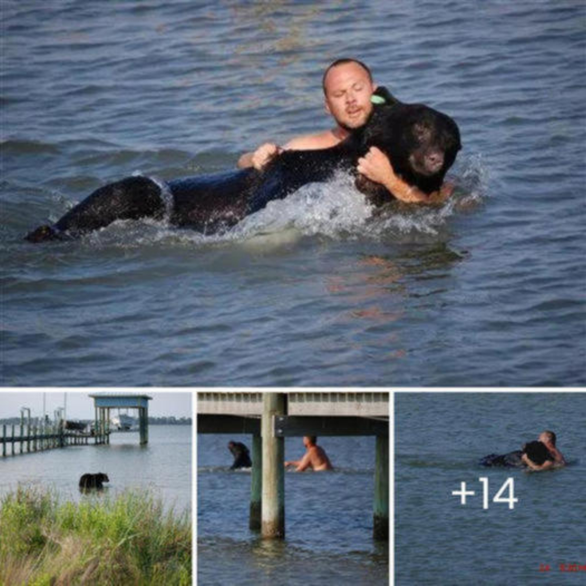 My Hero! The Florida Man’s Brave Rescue of a Drowning 400-Pound Black Bear from the Depths