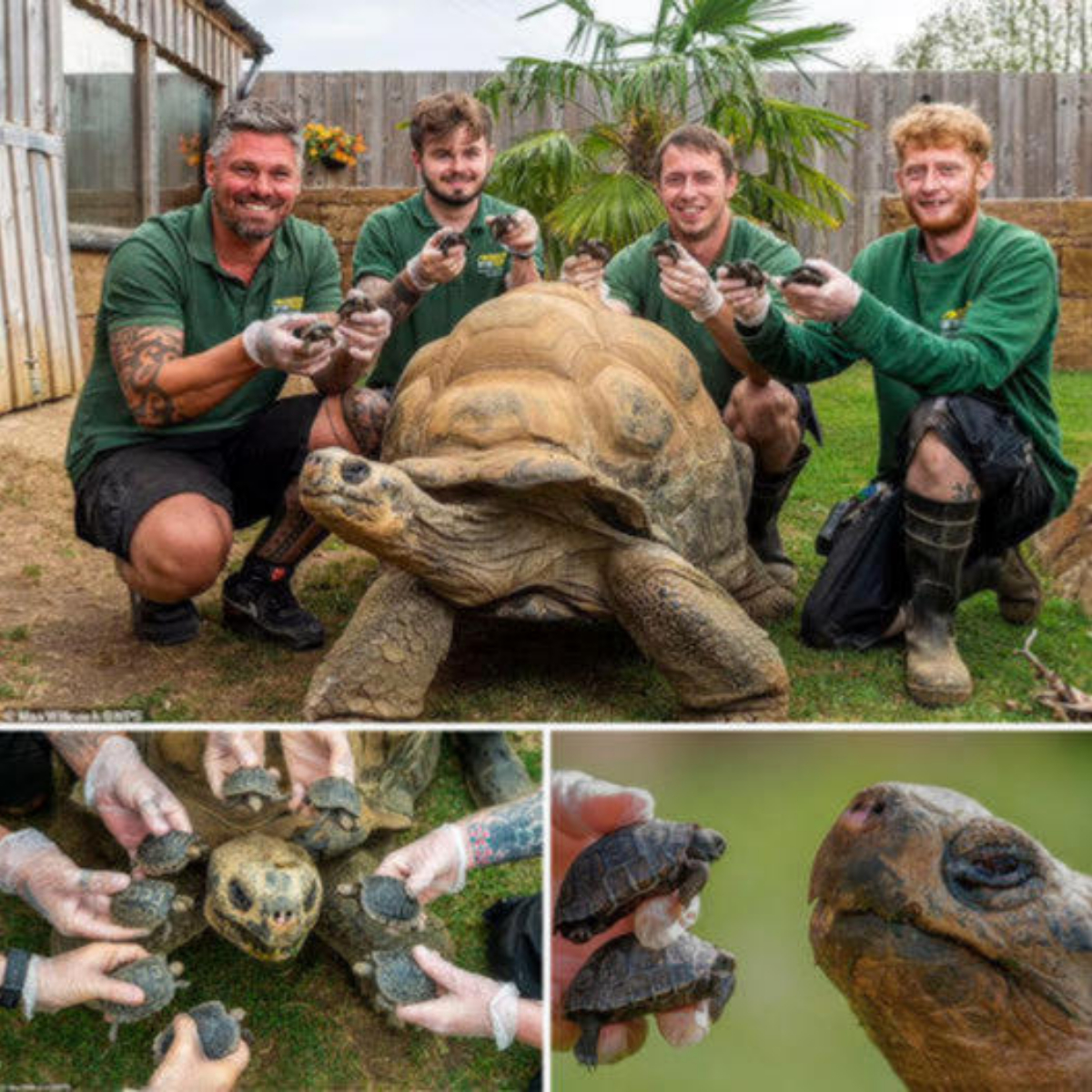 Heartwarming Moment: 70-Year-Old Mother Turtle Rejoices at the Sight of Her Eight Newly Hatched Babies After a Decade of Waiting