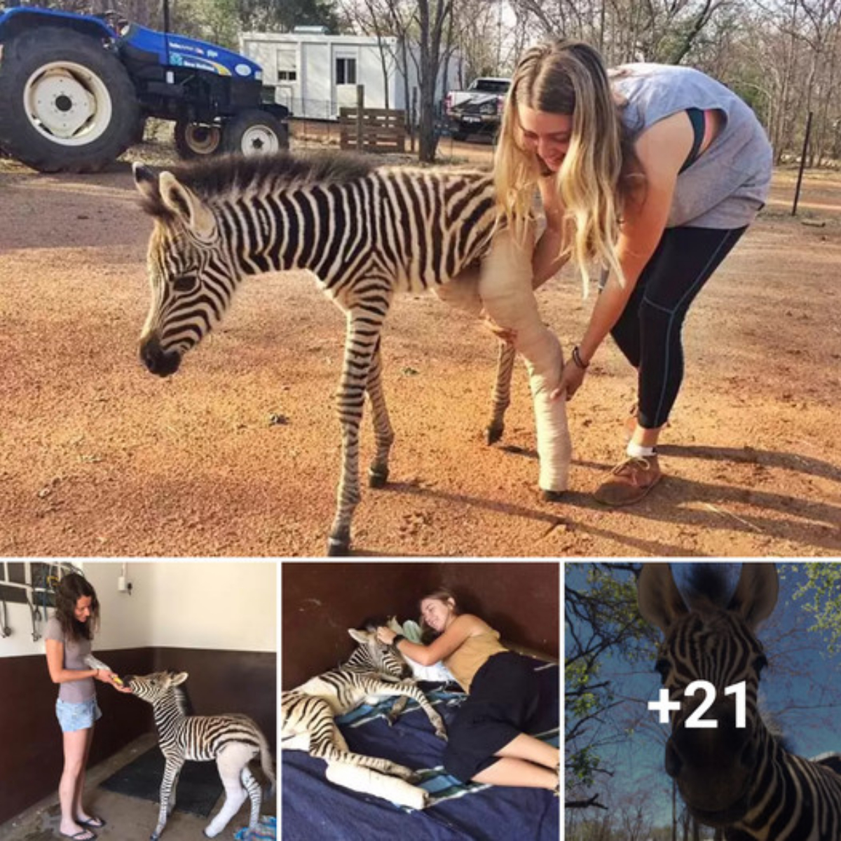 A 3-week-old baby zebra with a fractured limb was rescued while on its way to the veterinarian after being abandoned in the wild.