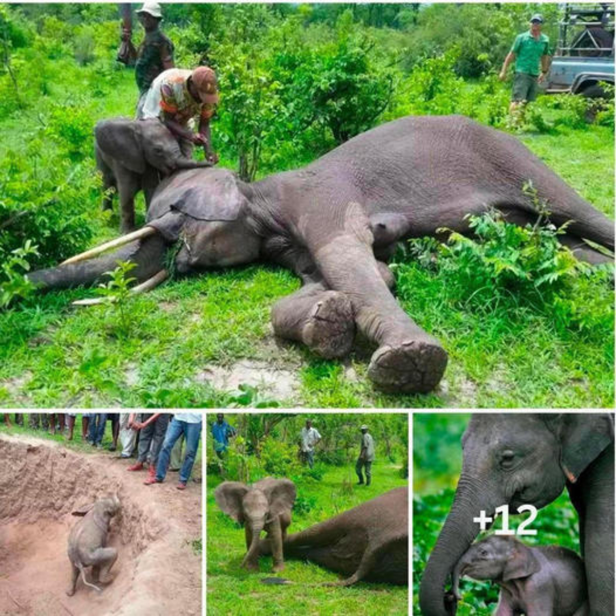 Afraid that his mother would not wake up, baby elephant immediately ran to hug and kiss his mother after being rescued from the hole and helped rescue workers wake her up.