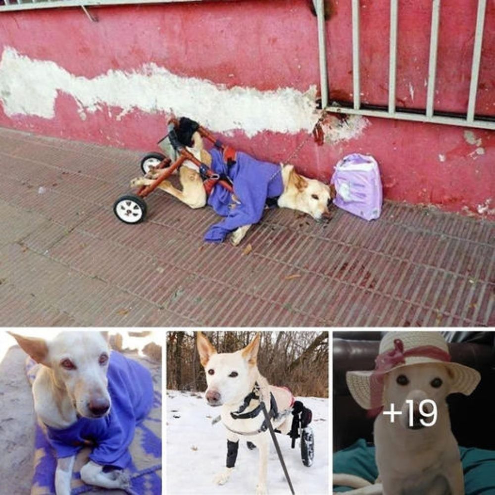 Perrita de Refugio Evita Mirar a Las Personas Hasta que Encuentra el Verdadero Amor y Abre Su Corazón