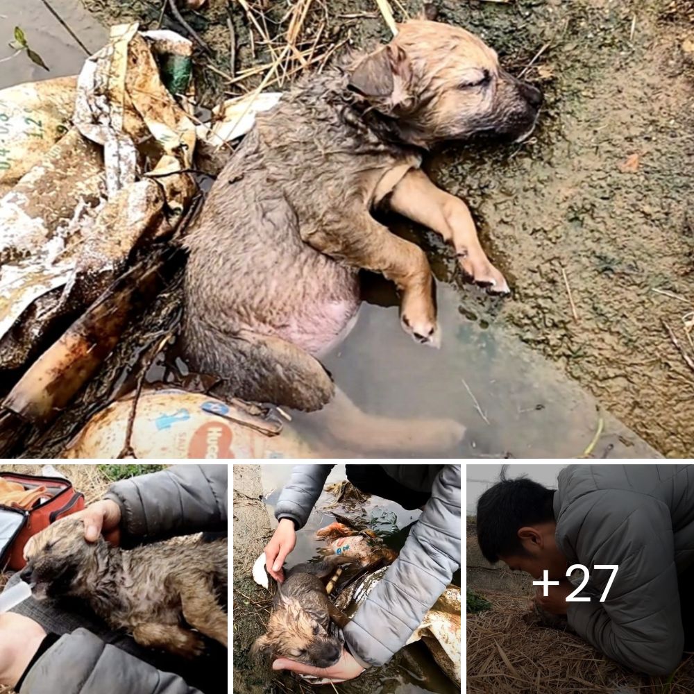 El Perrito con una Sonrisa Permanente Finalmente Encuentra el Amor y Hogar que Siempre Soñó y Mereció