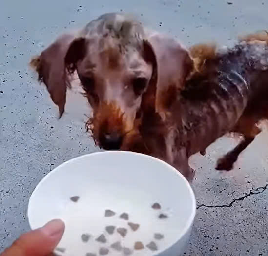 Perrita y sus Cachorros Atados en un Saco en Medio de la Nada, Rescatados por un Ángel Compasivo