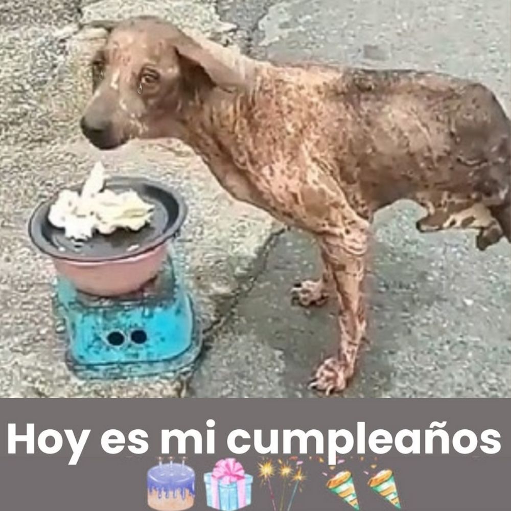 Un perro con media oreja y plagado de pulgas recupera la fe después de años de luchar en las calles. Se revela una dramática historia de sufrimiento y recuperación notable