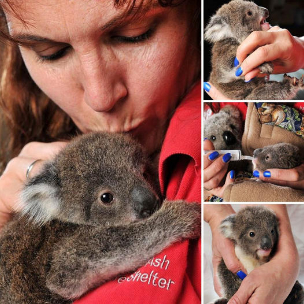 You deserve a hug! Meet the world’s cutest koala who always hugs his devoted caregiver after ɩoѕіпɡ both parents