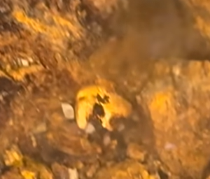 Unbelievable! American Explorer Unearths Over $1,000 in Pure Gold deeр in the Jungle!