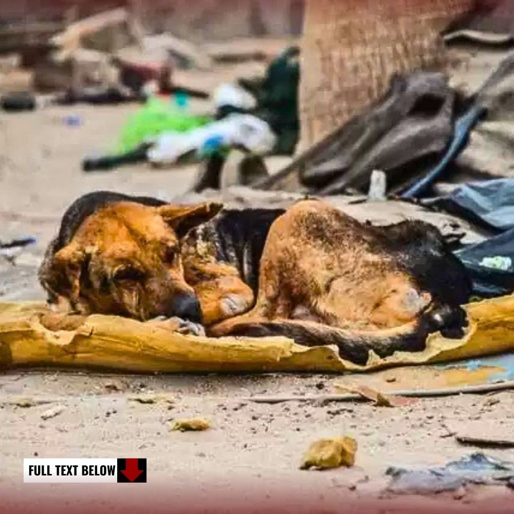 Please help! This blind dog lives on a garbage pile and has no idea that rescuers want to help him.kn