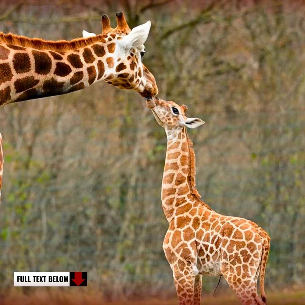 My baby! Capture the emotional moment of a mother giraffe and her baby as they share a sweet kiss ‎.kn