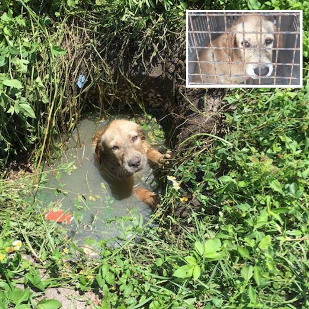 I Found Love! Puppy Puddles Finds Loving Home With Sheriff’s Deputy Who Rescued Him After Being Rescued From Sewer.kn