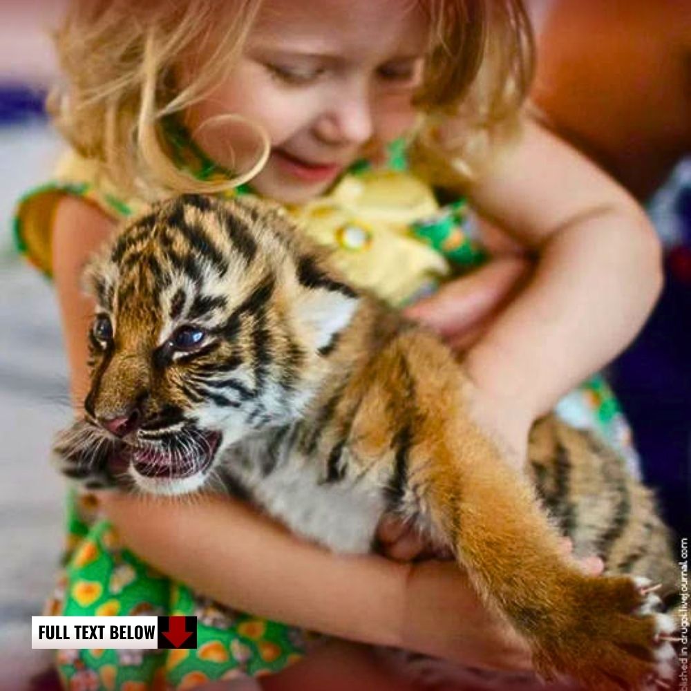 Hug me! the lion cub saved by the girl’s parents promised to stay with the family and protect the girl from all dangers.kn