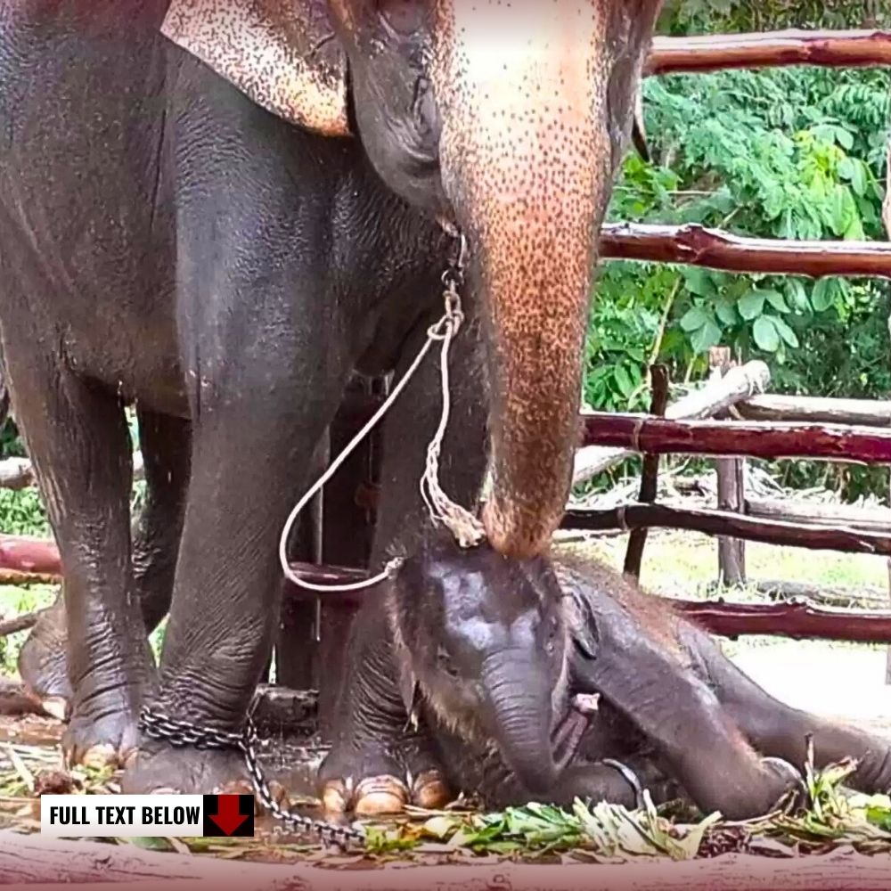 Mom, I want to be free! Heartbreaking image of a mother and baby elephant tіed tightly with chains in the zoo.kn