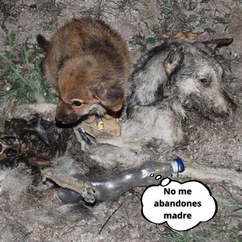 ¡No me dejes, mamá! Los cachorros permanecieron junto al cuerpo corroído de su madre y no se marcharon. Cada segundo, cada minuto, siempre esperó que le ocurriera un milagro a su madre.kn