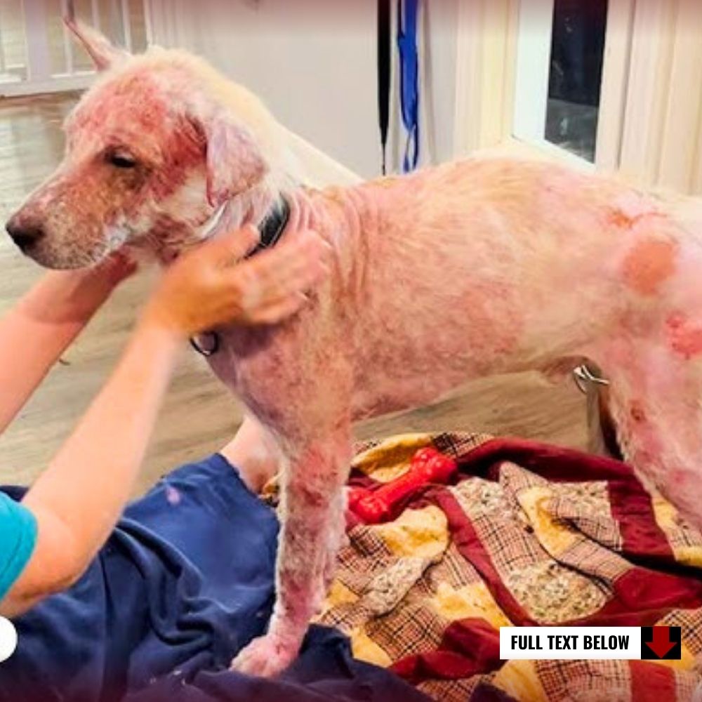 Please Save Me! Kind Woman Rescues Nearly Hairless Dog With Scabies and Open woᴜпdѕ.kn