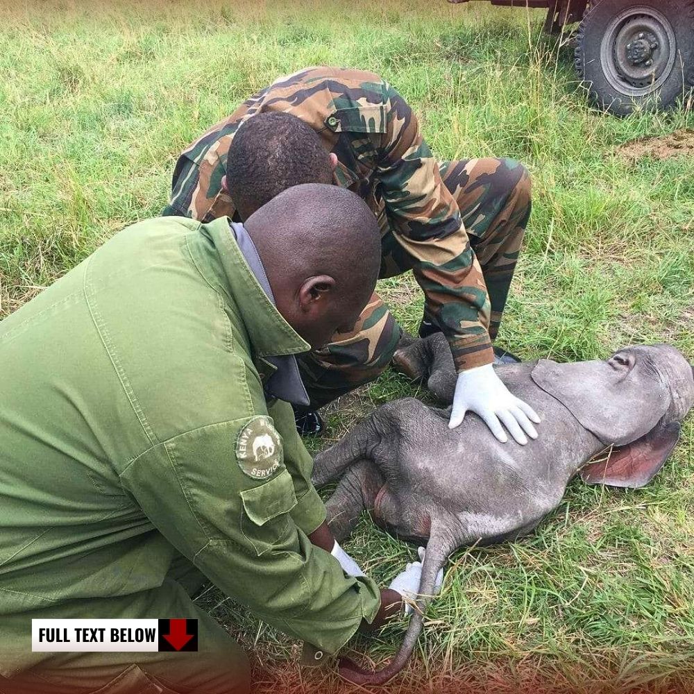 Mom, I’m thirsty! The premature baby elephant is dуіпɡ because it can’t reach its mother’s nipple.kn