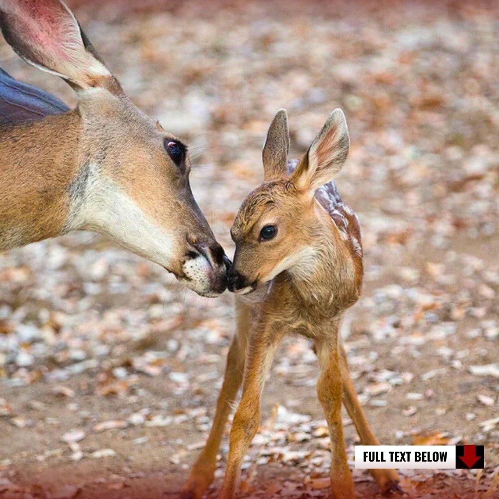 I love you, baby! Admire the beauty of the love a mother deer has for her baby.kn