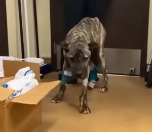 ¡Por favor, sálvame! El pobre perro abandonado en el aparcamiento, aún respiraba pero no podía levantar la cabeza.