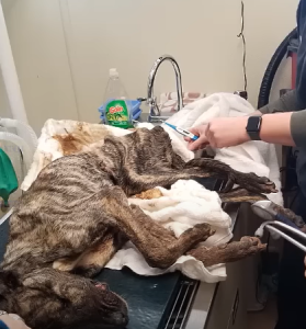 ¡Por favor, sálvame! El pobre perro abandonado en el aparcamiento, aún respiraba pero no podía levantar la cabeza.