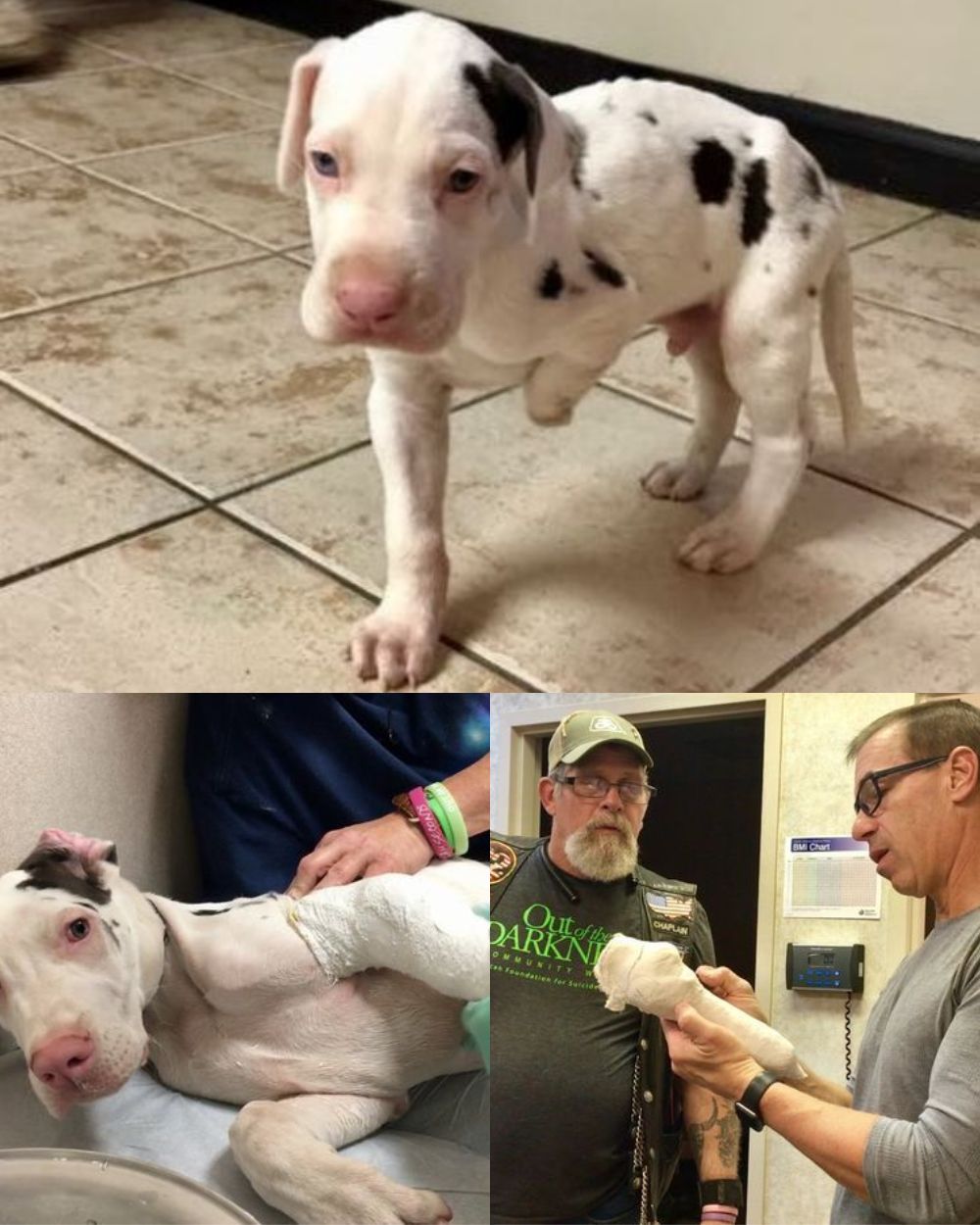 “Perdió una pierna por la crueldad de su dueño, pero jamás perdió la capacidad de amar: la historia que hará llorar hasta el corazón más fuerte”