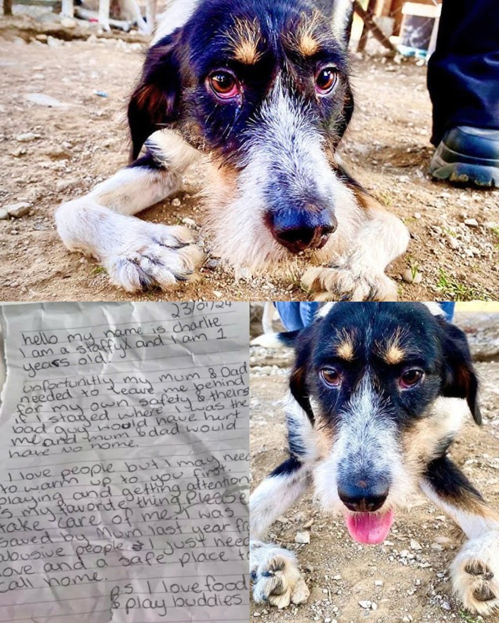 Tan desgarrador… Un perro abandonado en el parque con una nota desgarradora alrededor del cuello: La historia que está rompiendo corazones alrededor del mundo.