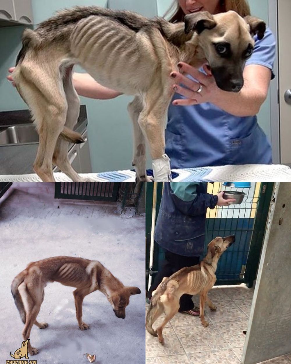 La lealtad paga el precio de una traición dolorosa y cruel: un perro enfermo y débil aún derrama su amor y confianza por su dueño, al que siempre considera el mundo, solo para ser abandonado sin corazón en la soledad, la desesperación y la frialdad. Una herida más profunda que el dolor físico, cuando la traición de quien más amas se convierte en una carga difícil de sanar en el corazón inmaduro de un ser que solo sabe amar incondicionalmente.