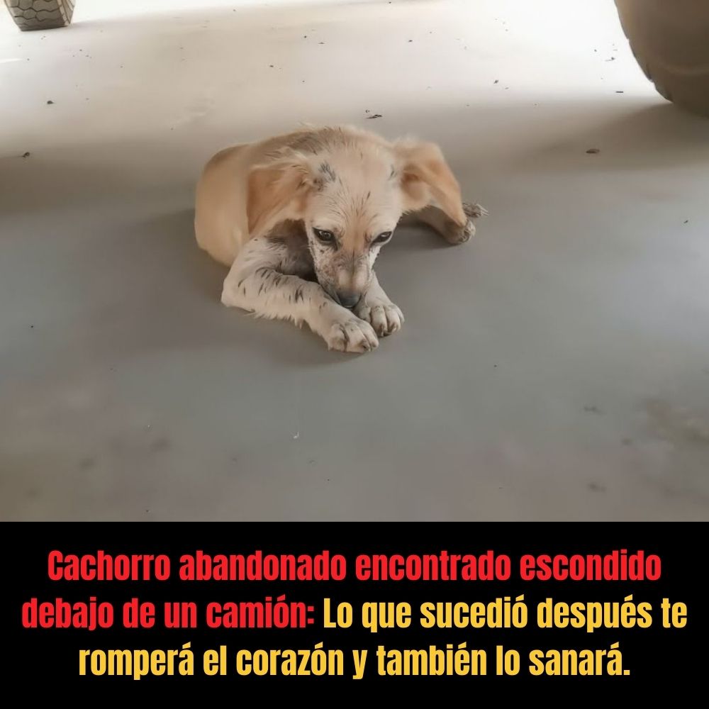 Cachorro abandonado encontrado escondido debajo de un camión: Lo que sucedió después te romperá el corazón y también lo sanará. Nh