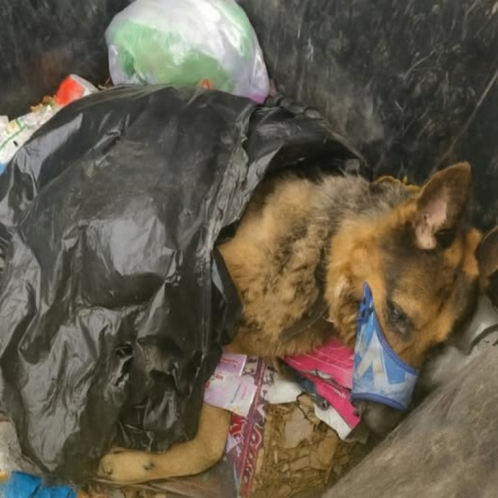 “No Me Tires Como Basura… Aún Quiero Vivir”: El Desgarrador Lamento de una Criatura Descartada, Buscando un Destino Mejor.t