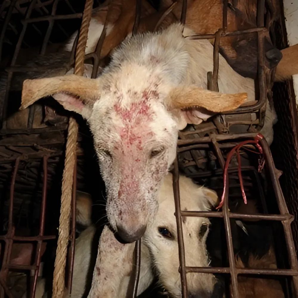 Lo que nadie se atreve a contar sobre el robo de perros: la verdad detrás de esas desapariciones nocturnas