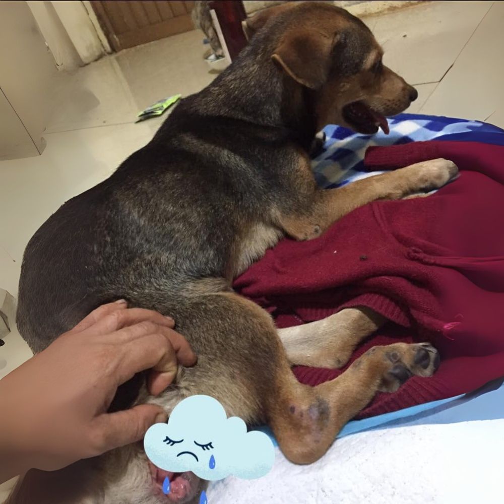 Furia extrema: Un cachorro queda paralizado tras un brutal acto de maltrato animal. Un hombre violó a un cachorro y lo dejó paralizado, con las patas traseras casi cercenadas.