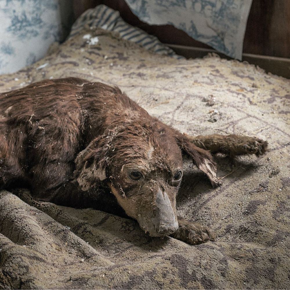 ¿Qué opinas de un perro embalsamado? Un perro embalsamado en una mansión abandonada ha causado mucha controversia.