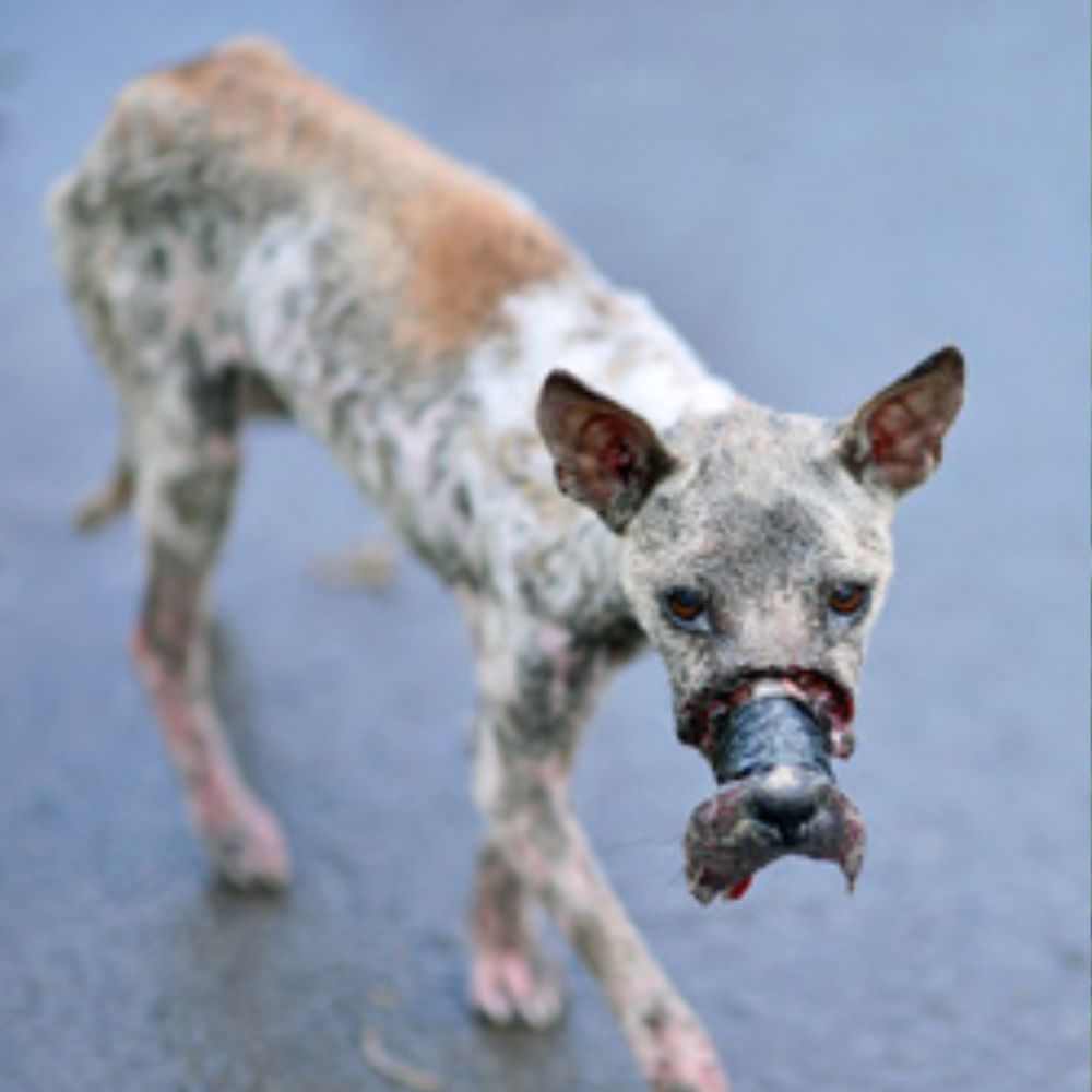 ¡Inimperdonable! El crimen contra un perro indefenso que ha conmocionado a todosUn perro flaco, con el hocico cruelmente atado hasta el punto de necrosis, ha causado una ola de indignación en la comunidad online.
