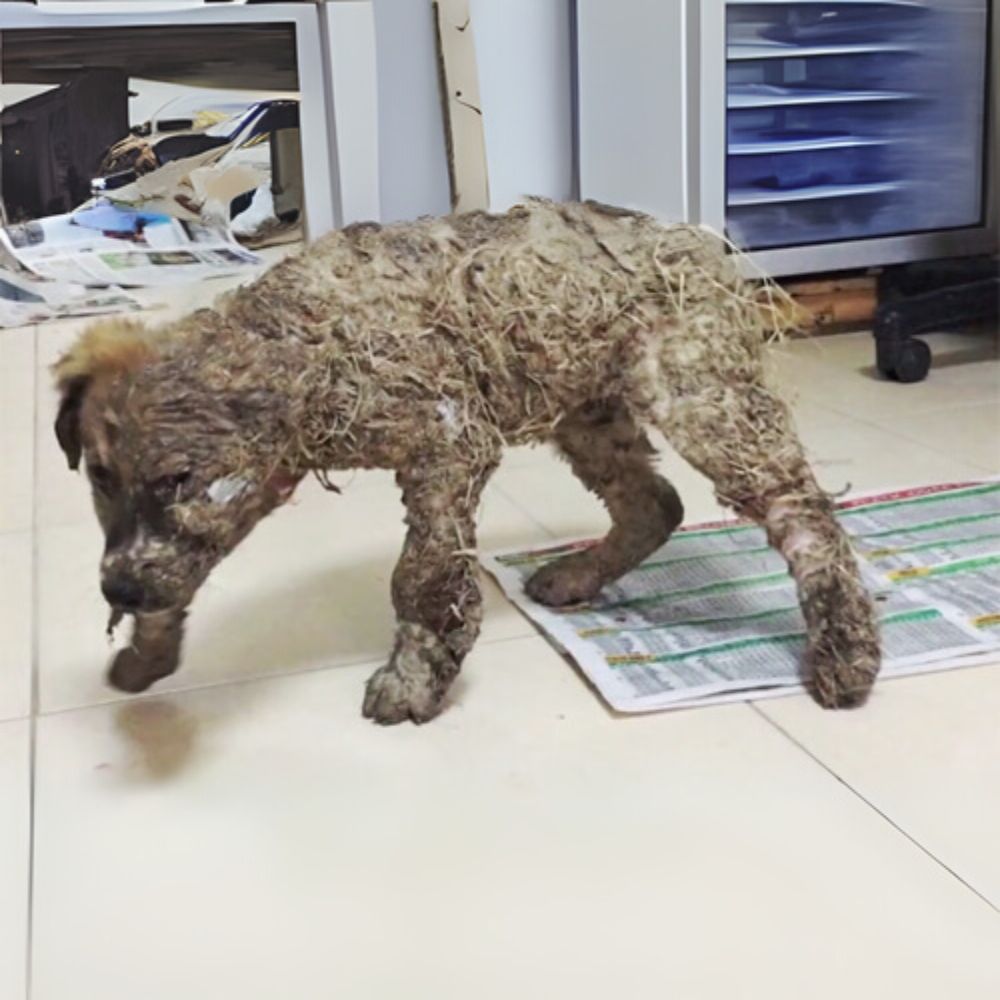 Crueldad sin límites: a un perro al que le vierten pegamento en el pelaje, lo ahogan en el barro como juego y el resultado es que uno de los ojos del perro no puede ver.