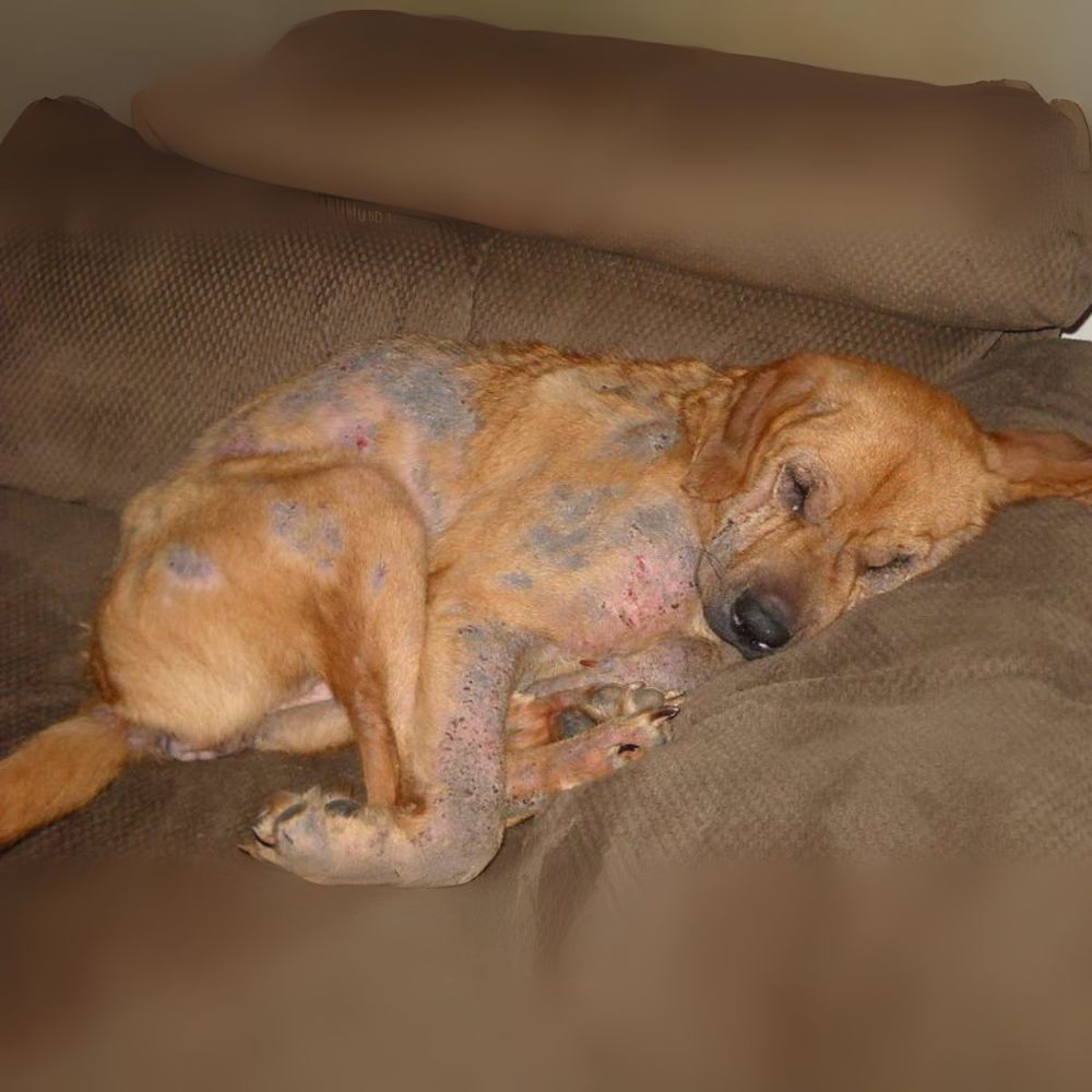 Tenía hambre y frío, me dolían los huesos. Me abandonaron por mi vejez, olvidando que les había dado todo mi amor. Aún recuerdo cuando era su amiga inseparable; les fui fiel toda la vida.