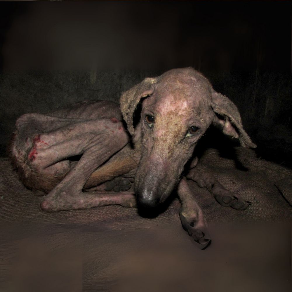 No me dejes, no ignores mi mirada.