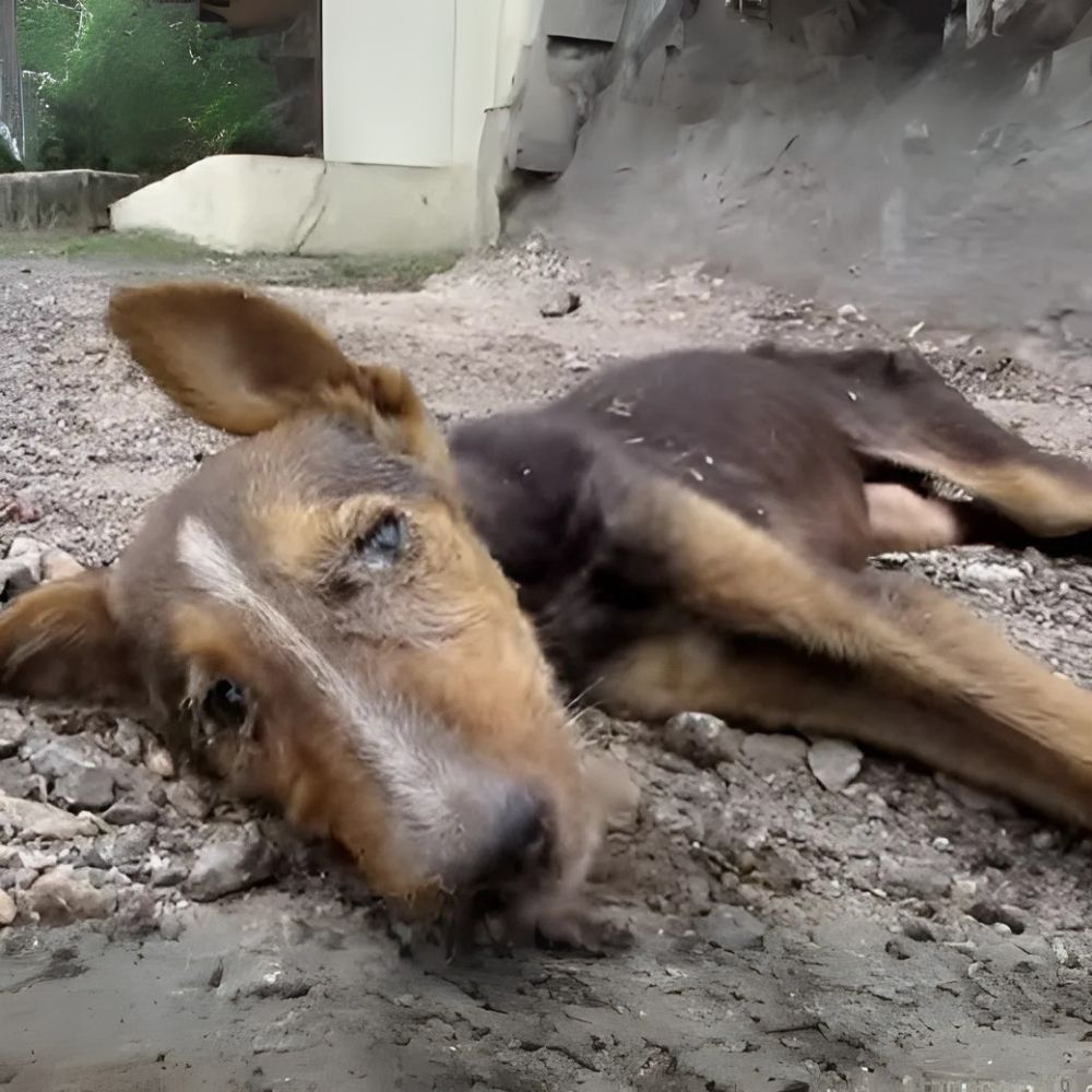 Pasaron las horas… luego los días. El suelo frío y duro era mi cama. Mis piernas ya no respondían, mi cuerpo me dolía de hambre y debilidad. Tan solo, tan doloroso. ¿Qué había hecho para merecer ser abandonado allí?