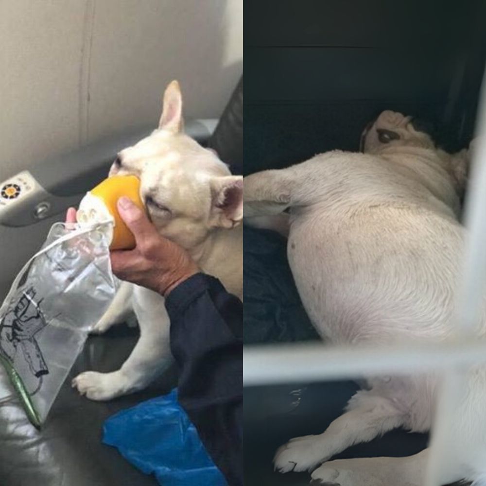 Perro muere en pleno vuelo sobre Zakha: la tragedia que nadie esperaba… ¿ocultó la aerolínea la verdad?
