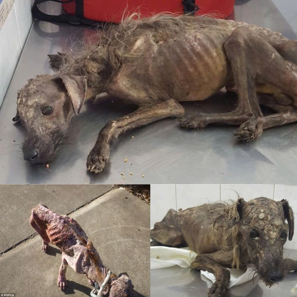 No les pido un abrazo a los transeúntes, porque ya no significa nada para mí. Solo ruego un poco de comida; tened piedad de mí, por favor