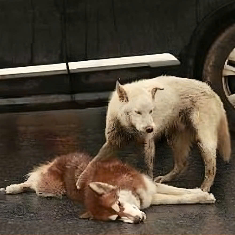 El perro descansó para siempre, dejando a su amigo solo en medio del tráfico que pasaba.