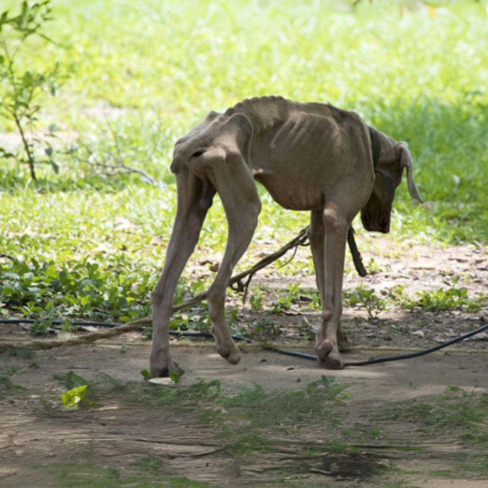 Perro hambriento necesita ayuda