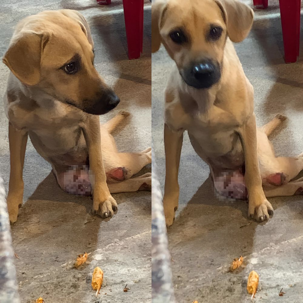 Crueldad inaceptable: Perro con pata rota atropellado por un coche fue expulsado de un restaurante, lo que generó indignación.