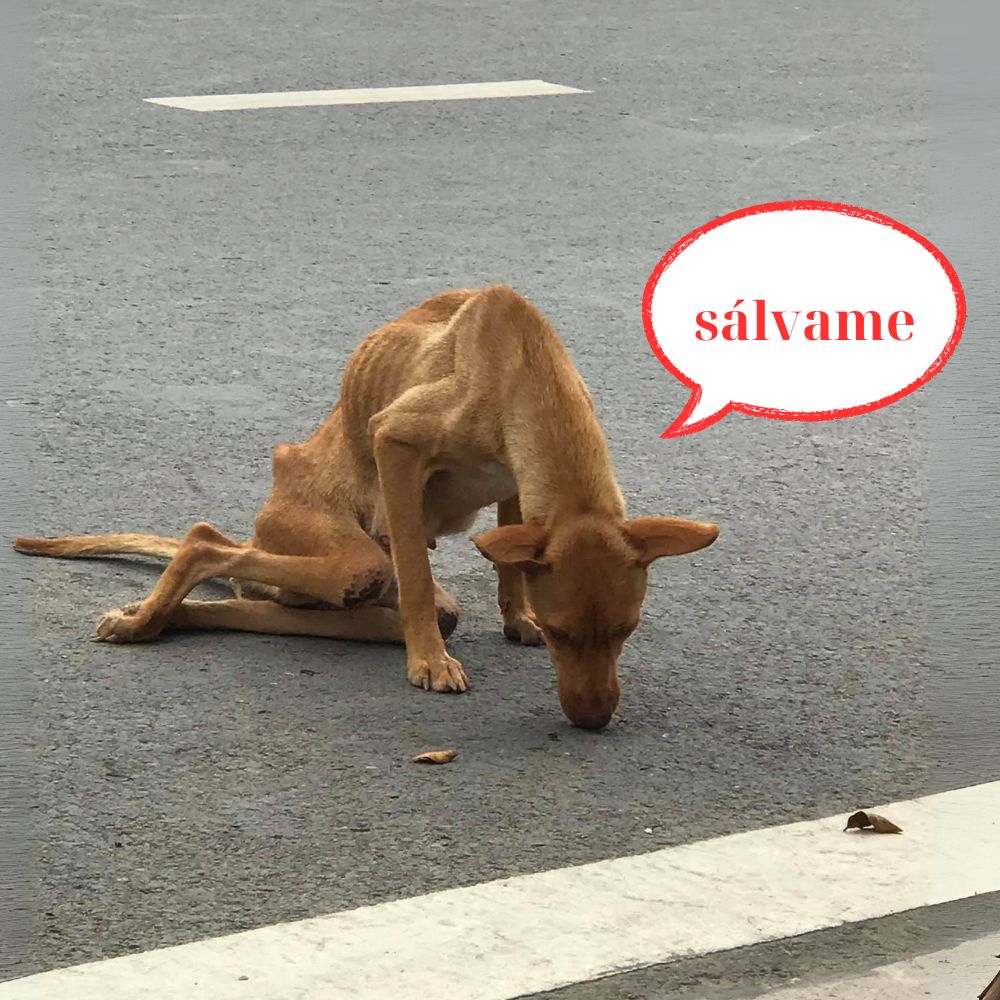 Llevo más de tres meses vagando por este camino. Tengo muchísima hambre y sed, pero cada vez que me acerco a los humanos, me ahuyentan… Y ahora no sé adónde ir, ni adónde regresar…