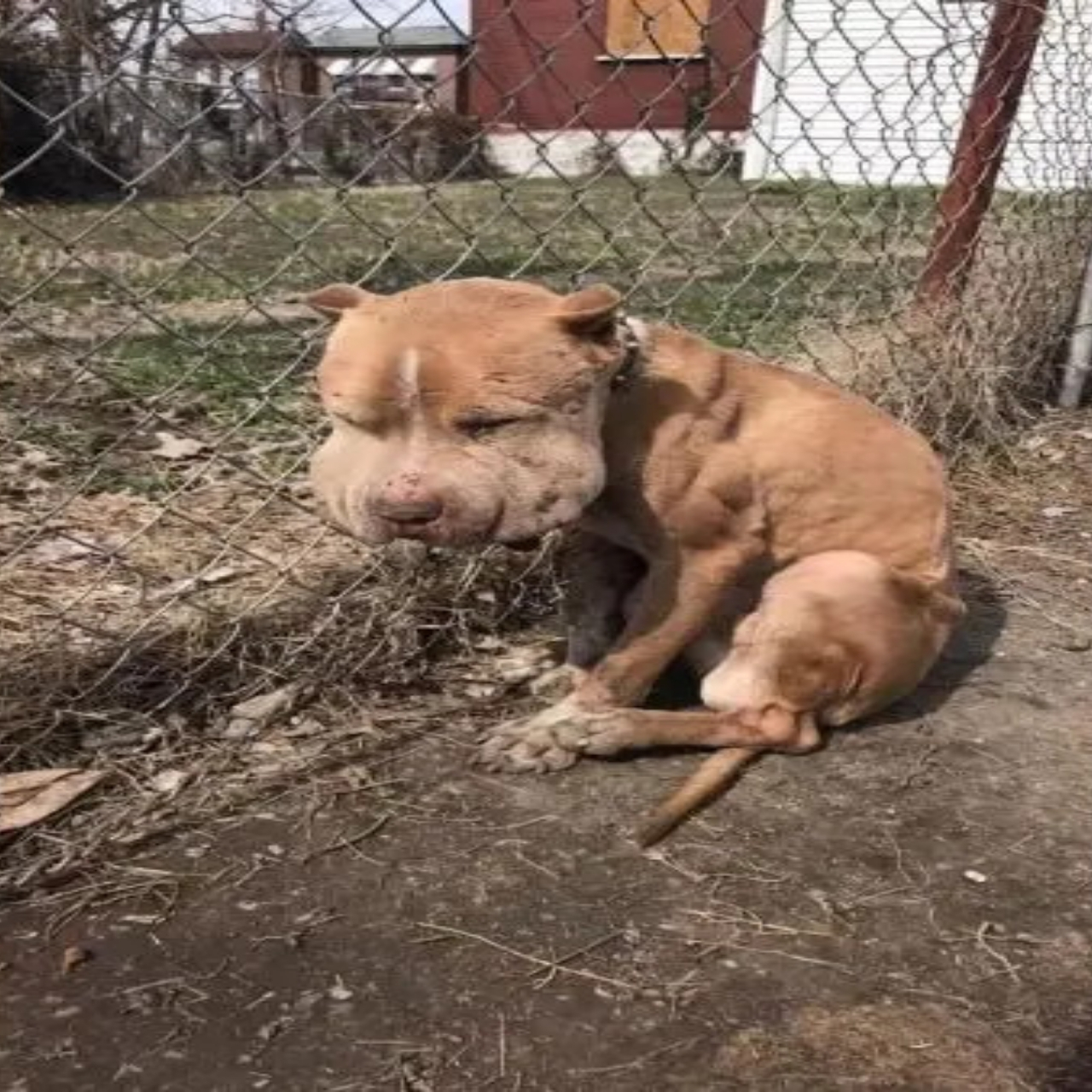 Marco el perro llorando en soledad: Su grito de ayuda fue visto y su llanto viaje hacia una nueva familia.t