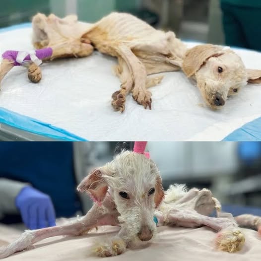 Horror en Casa: Perro Maltratado, Golpeado y Encontrado Encerrado en un Almacén Oscuro — Vecinos Alarmados Denuncian el Caso y Exigen Justicia para la Inocente Víctima.t