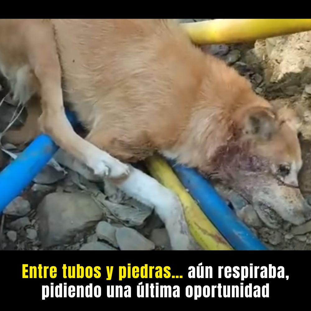 Nadie creyó que sobreviviría… hasta que alguien decidió mirar más de cerca. El rescate de emergencia tuvo lugar después .N